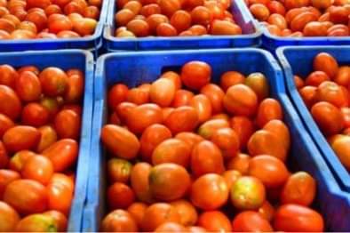टोमॅटो ५० रुपये किलोने विकण्याचे केंद्राचे निर्देश